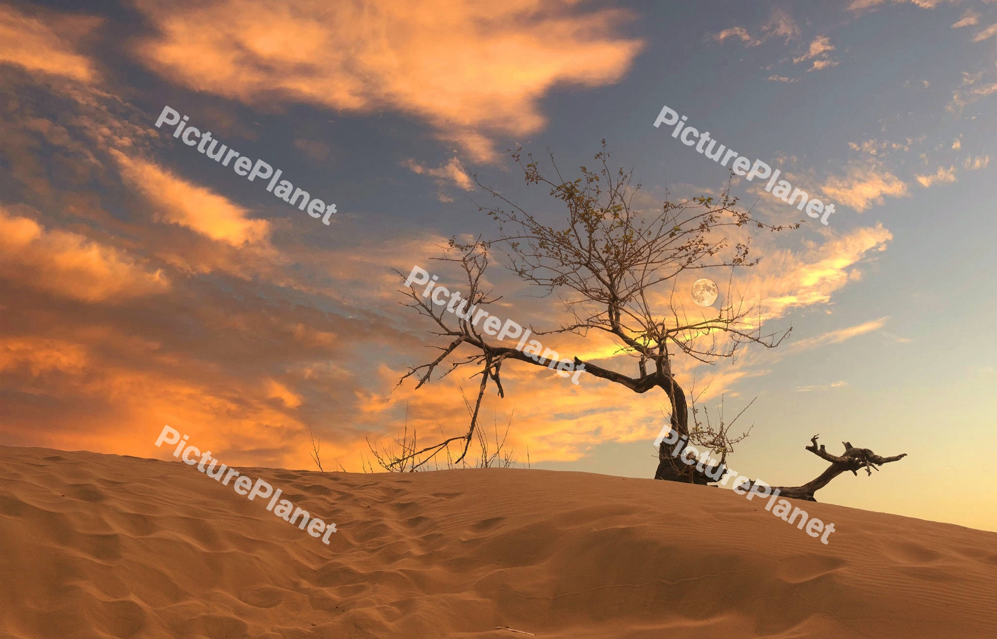 Dead tree in the desert